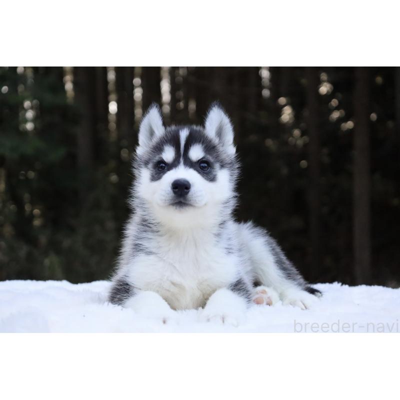 販売中の栃木県のシベリアンハスキー-452953の6枚目