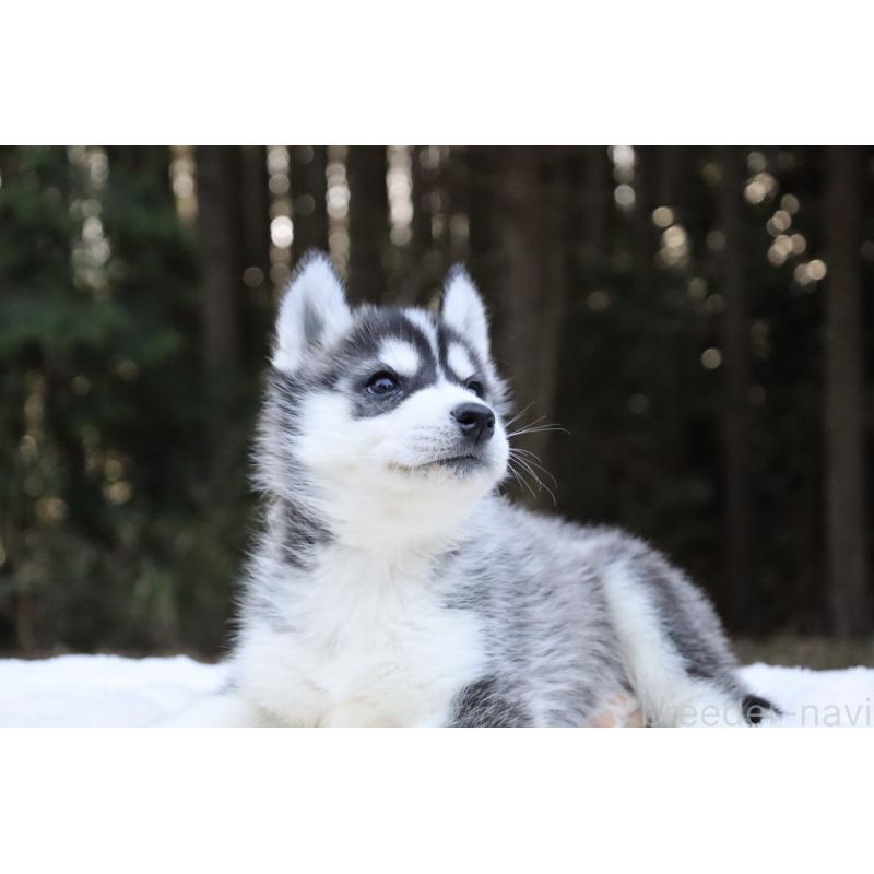 販売中の栃木県のシベリアンハスキー-452953の4枚目