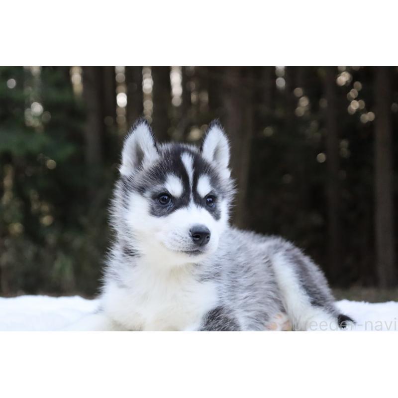 販売中の栃木県のシベリアンハスキー-452953の3枚目