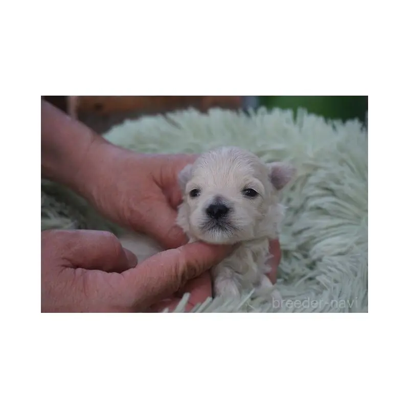 販売中の京都府のマルプー:マルチーズ×トイプードル-452954の5枚目