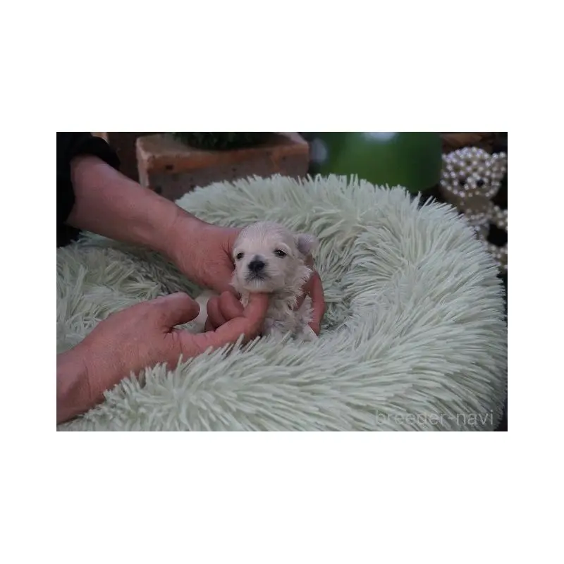 販売中の京都府のマルプー:マルチーズ×トイプードル-452954の3枚目