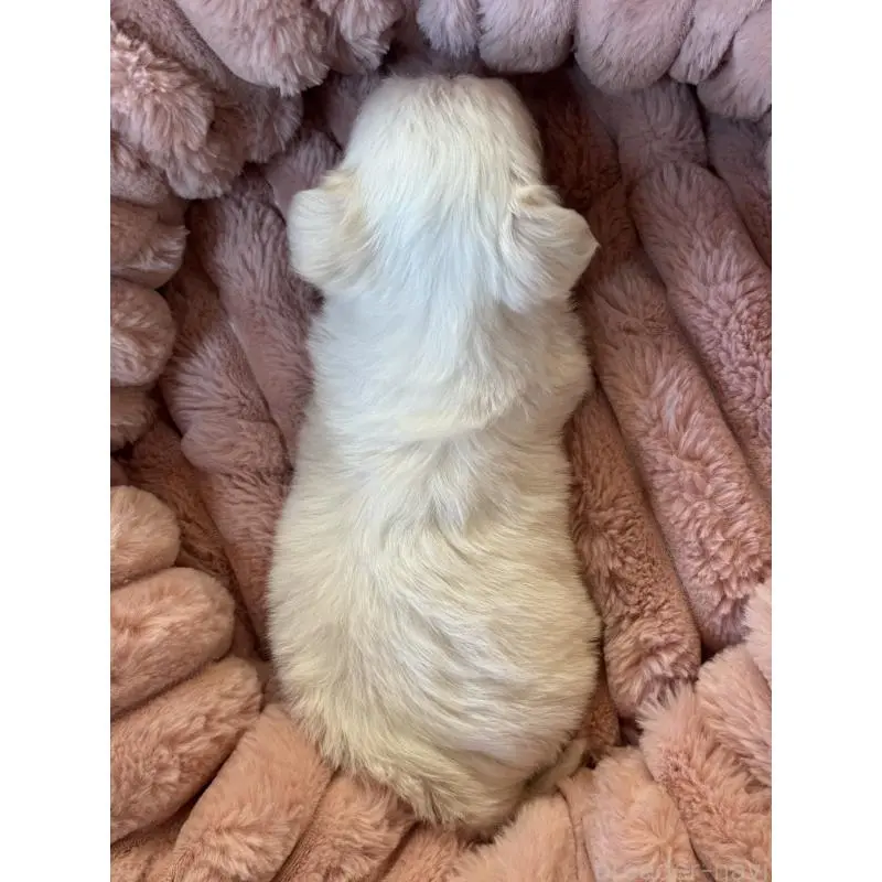 販売中の大分県のチワマル:チワワ×マルチーズ-452955の5枚目