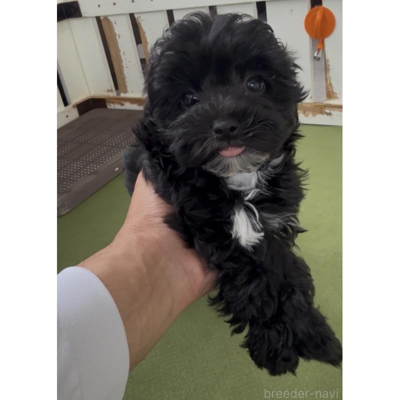 商談中の福岡県のヨープー:ヨークシャーテリア×トイプードル-444567の4枚目