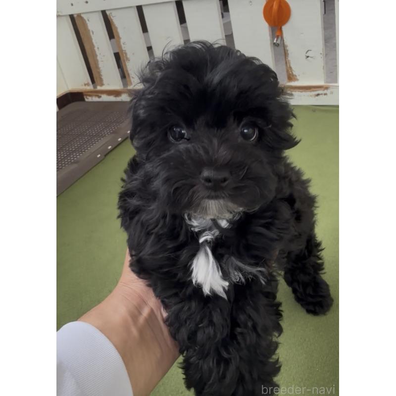 商談中の福岡県のヨープー:ヨークシャーテリア×トイプードル-444567の3枚目