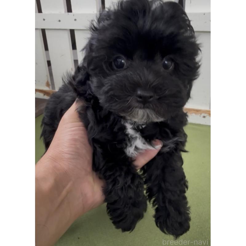 商談中の福岡県のヨープー:ヨークシャーテリア×トイプードル-444567の2枚目