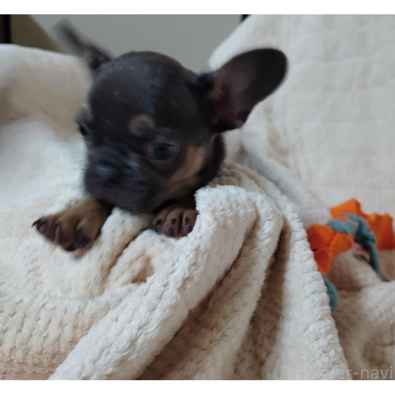 販売中の埼玉県のフレンチブルドッグ-444593の2枚目