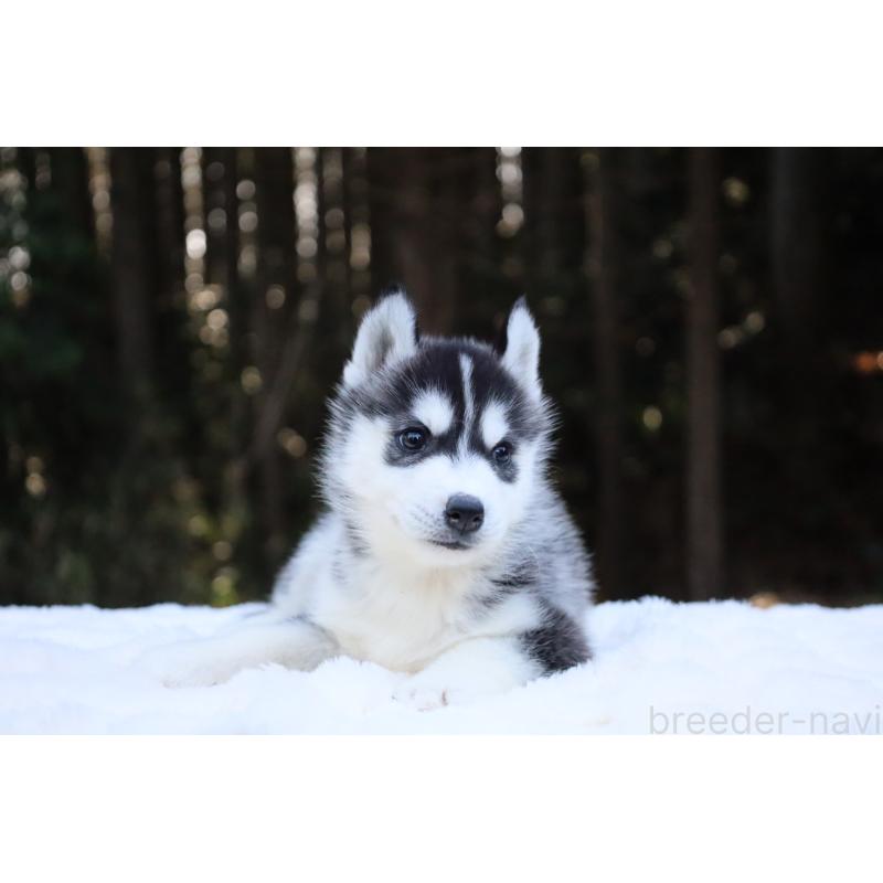 販売中の栃木県のシベリアンハスキー-452957の19枚目