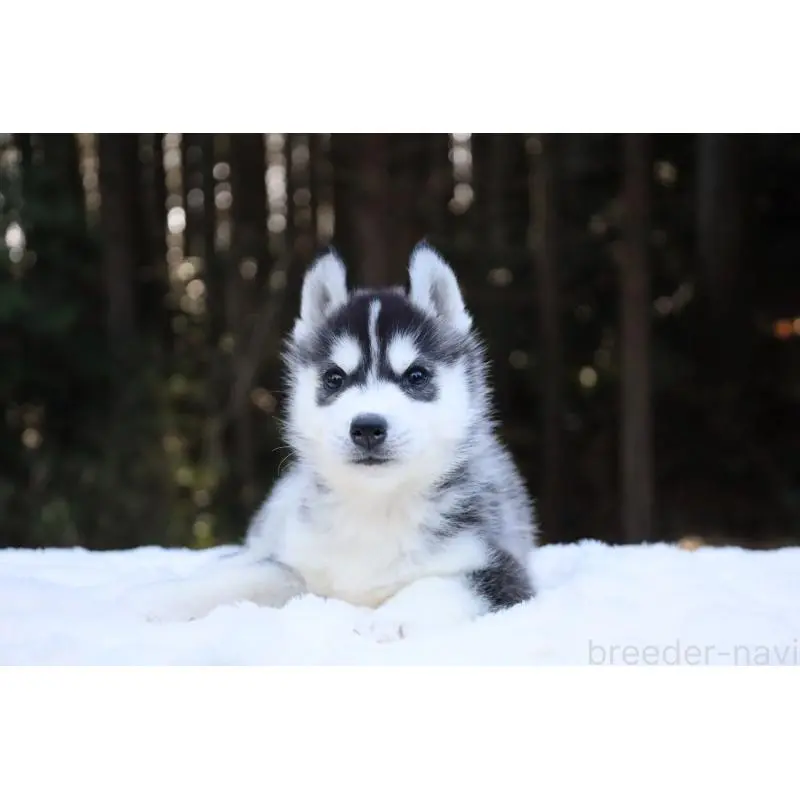 販売中の栃木県のシベリアンハスキー-452957の17枚目