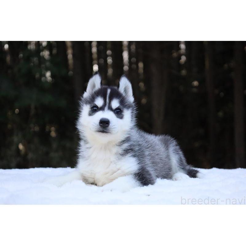 販売中の栃木県のシベリアンハスキー-452957の16枚目