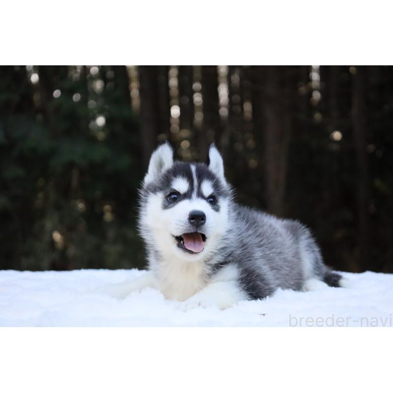 販売中の栃木県のシベリアンハスキー-452957の15枚目