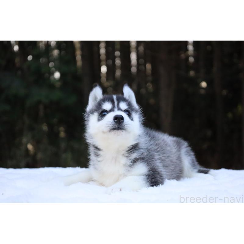 販売中の栃木県のシベリアンハスキー-452957の14枚目