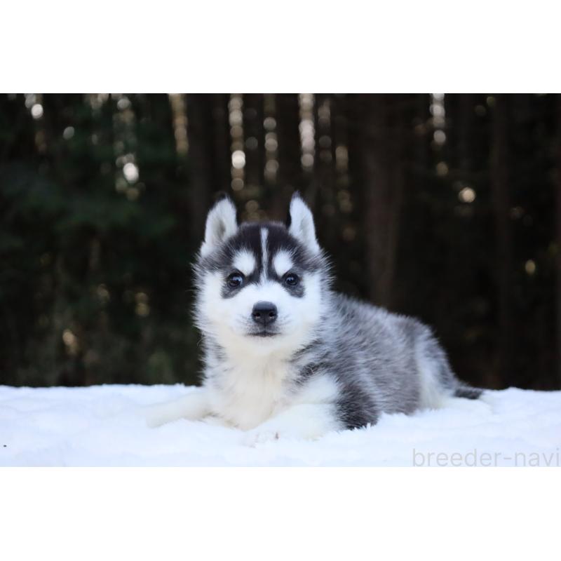 販売中の栃木県のシベリアンハスキー-452957の13枚目