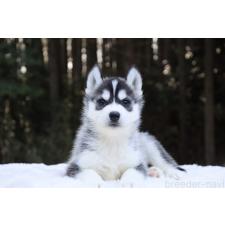 ♀︎シベリアンハスキー