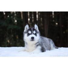 ♀︎シベリアンハスキー