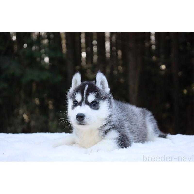 販売中の栃木県のシベリアンハスキー-452957の11枚目