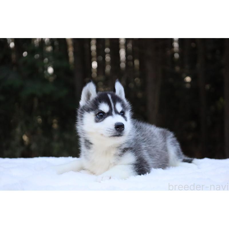 販売中の栃木県のシベリアンハスキー-452957の9枚目