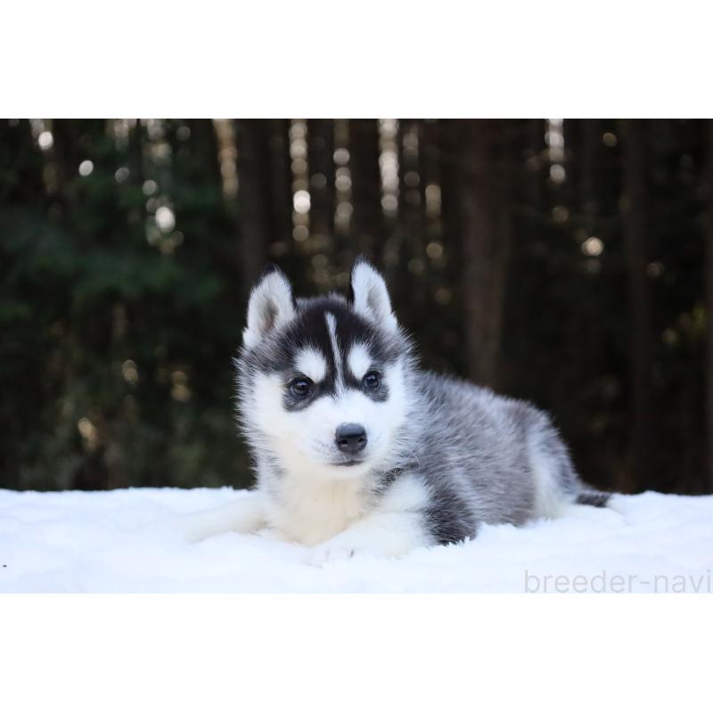 販売中の栃木県のシベリアンハスキー-452957の8枚目