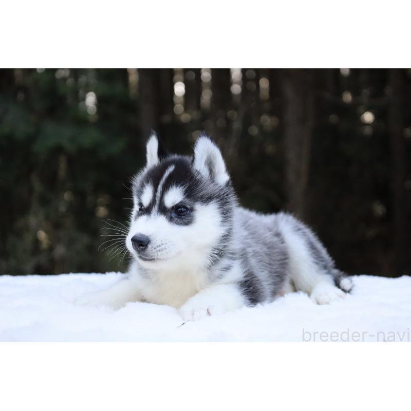 販売中の栃木県のシベリアンハスキー-452957の7枚目