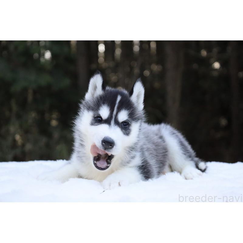 販売中の栃木県のシベリアンハスキー-452957の6枚目