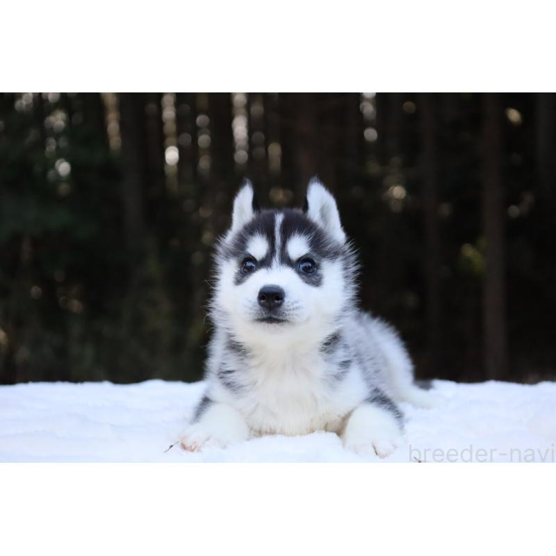 販売中の栃木県のシベリアンハスキー-452957の5枚目