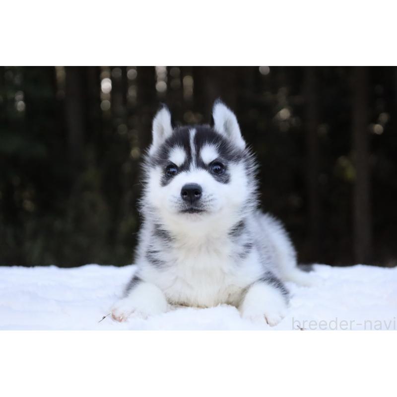 販売中の栃木県のシベリアンハスキー-452957の4枚目