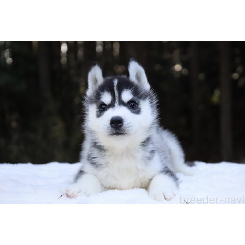 販売中の栃木県のシベリアンハスキー-452957の3枚目