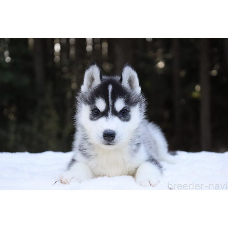 販売中の栃木県のシベリアンハスキー-452957の2枚目