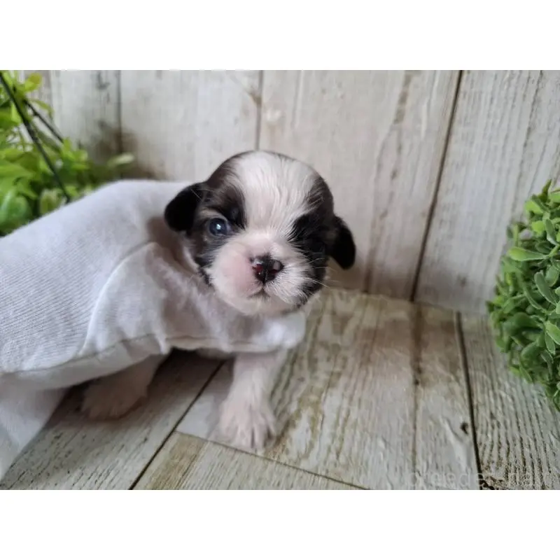 販売中の千葉県のシーズー-452958の10枚目