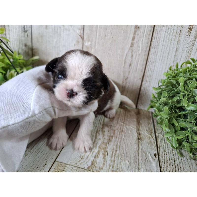 販売中の千葉県のシーズー-452958の9枚目