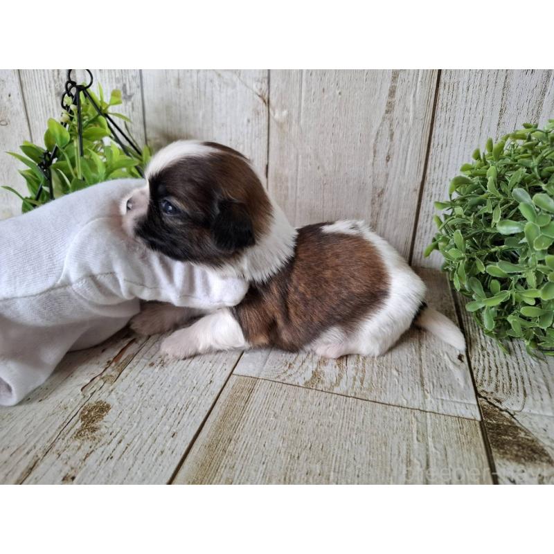 販売中の千葉県のシーズー-452958の8枚目