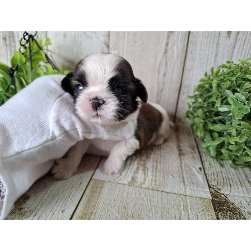 販売中の千葉県のシーズー-452958の7枚目