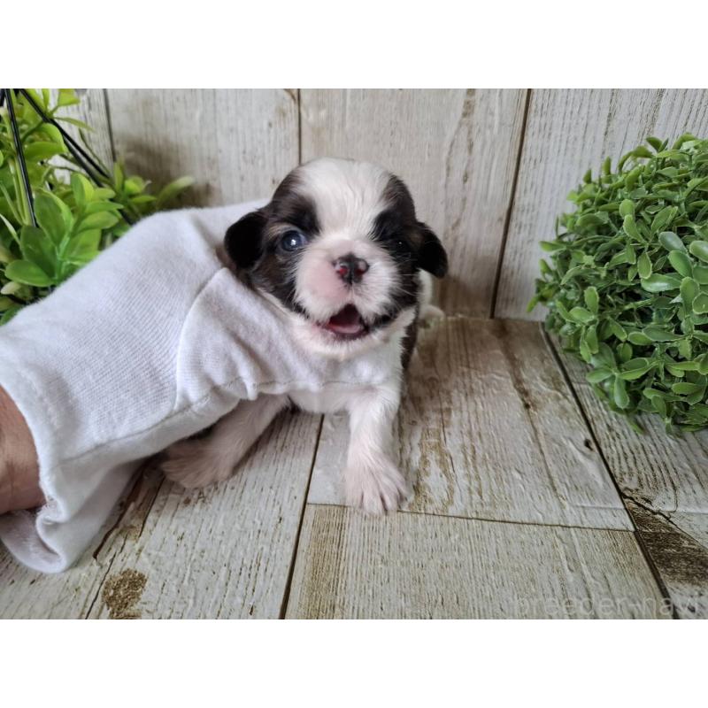 販売中の千葉県のシーズー-452958の6枚目