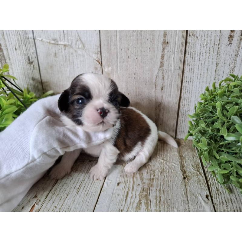 販売中の千葉県のシーズー-452958の5枚目