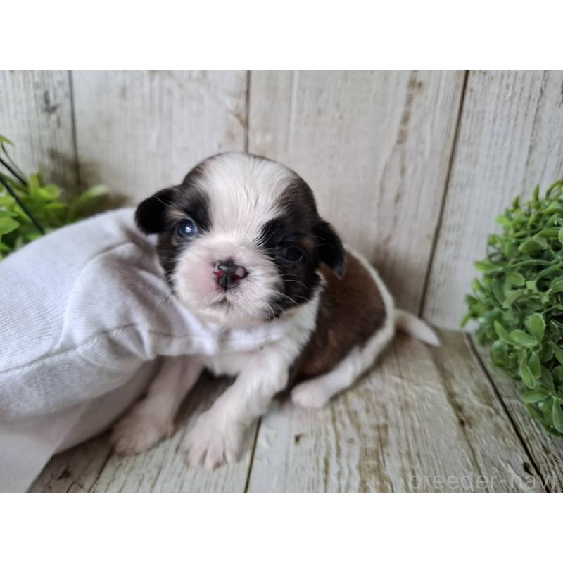 販売中の千葉県のシーズー-452958の4枚目