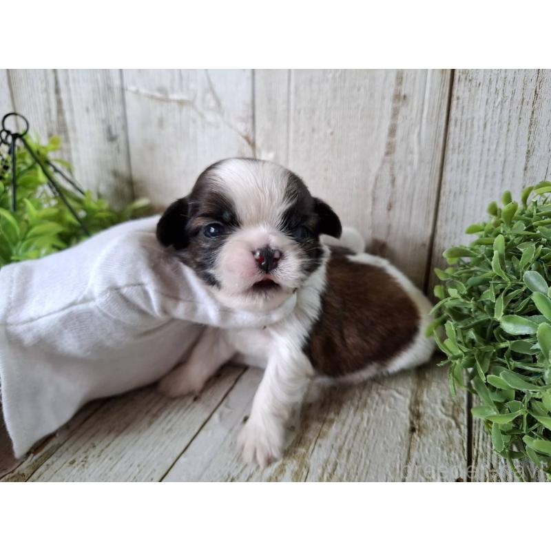 販売中の千葉県のシーズー-452958の3枚目