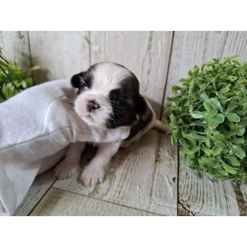 販売中の千葉県のシーズー-452958の2枚目