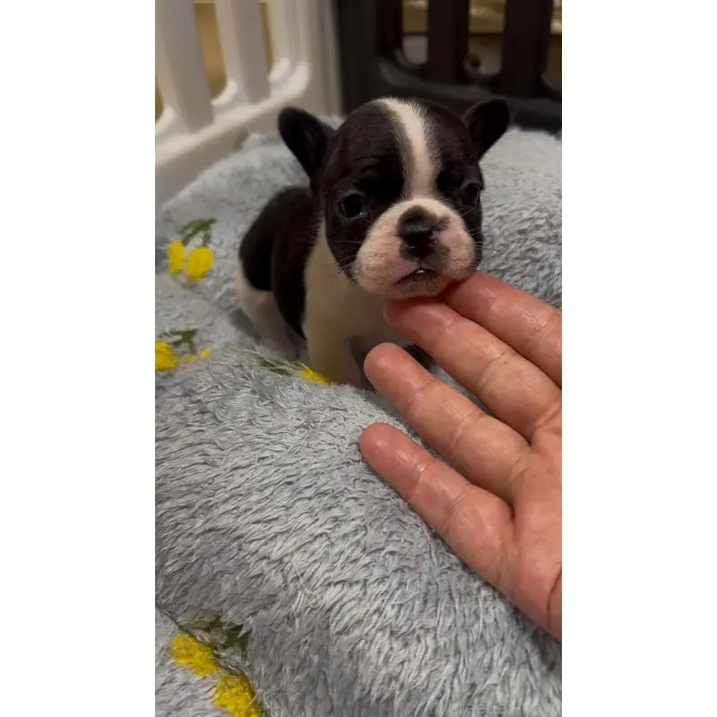 販売中の青森県のフレンチブルドッグ-452959の4枚目