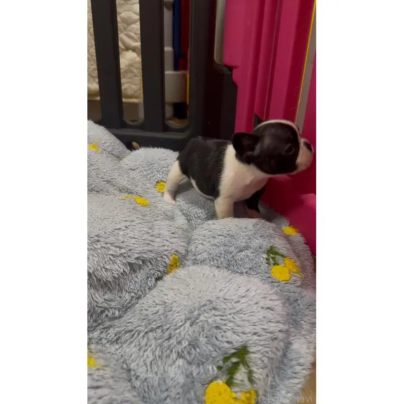 販売中の青森県のフレンチブルドッグ-452959の3枚目