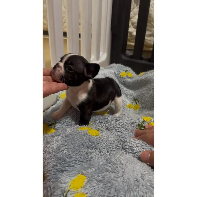 販売中の青森県のフレンチブルドッグ-452959の2枚目