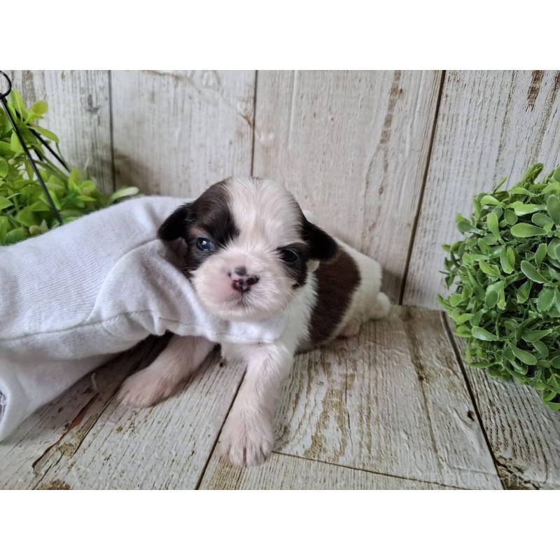 販売中の千葉県のシーズー-452963の10枚目