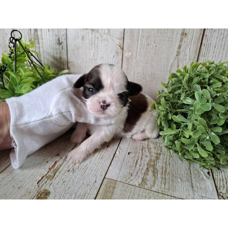 販売中の千葉県のシーズー-452963の9枚目