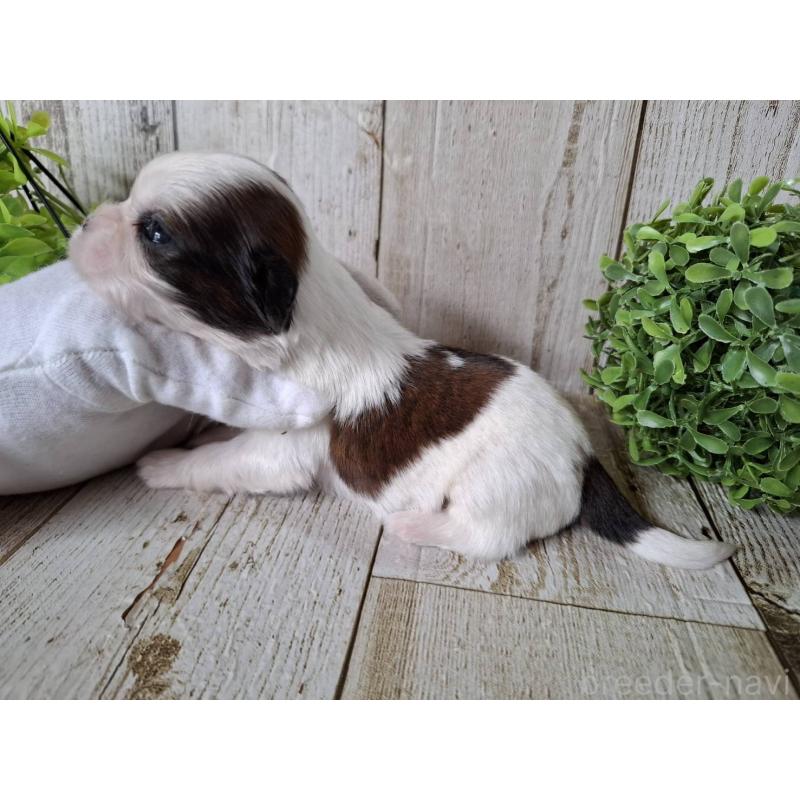 販売中の千葉県のシーズー-452963の8枚目