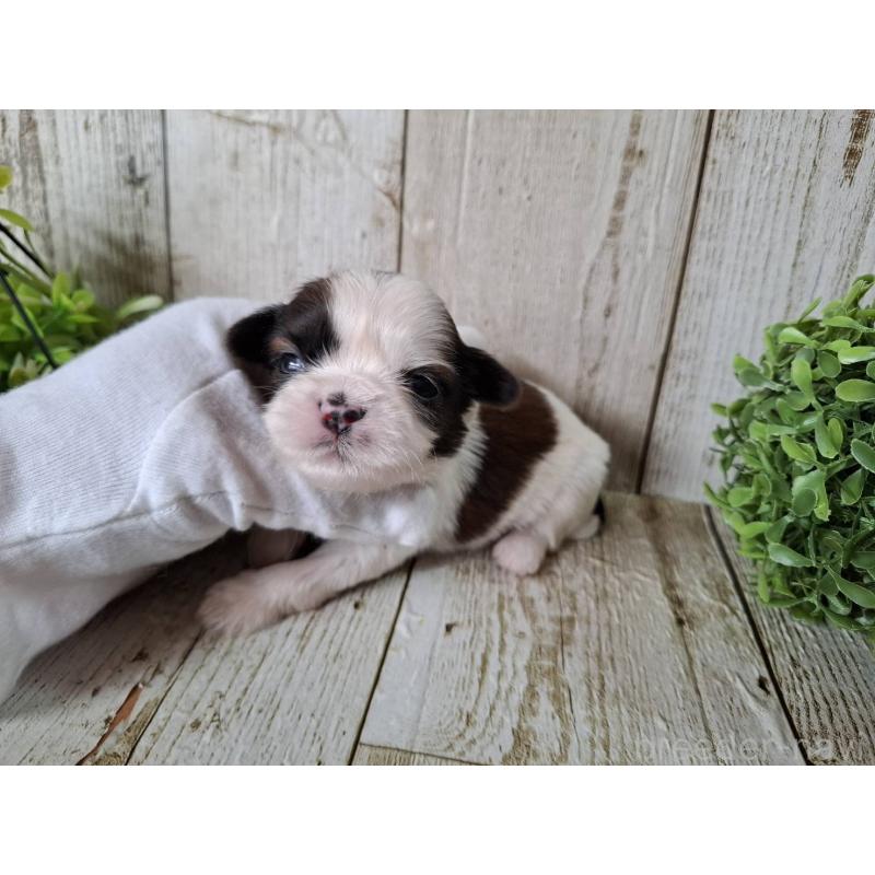 販売中の千葉県のシーズー-452963の7枚目