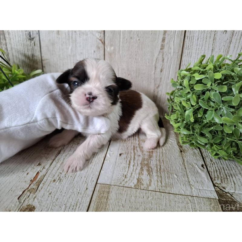 販売中の千葉県のシーズー-452963の6枚目