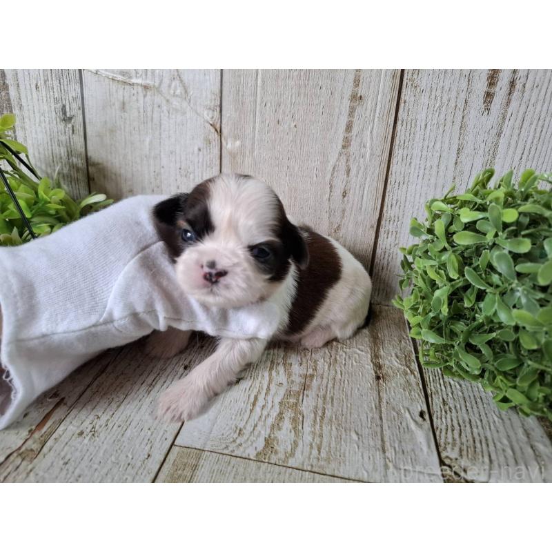 販売中の千葉県のシーズー-452963の5枚目