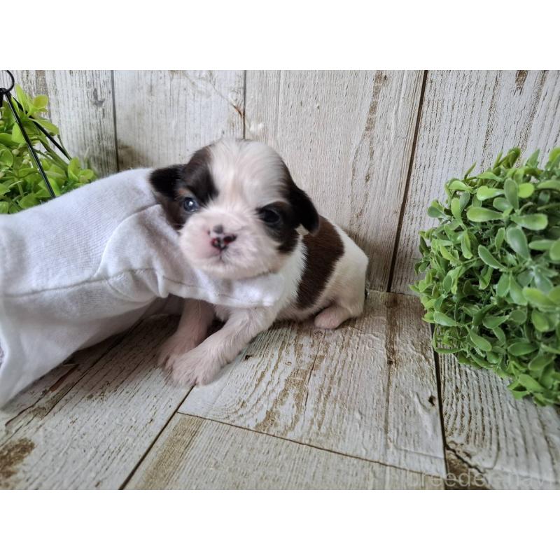 販売中の千葉県のシーズー-452963の4枚目