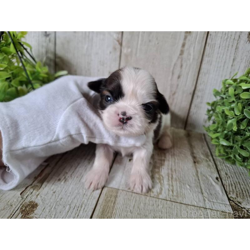 販売中の千葉県のシーズー-452963の3枚目