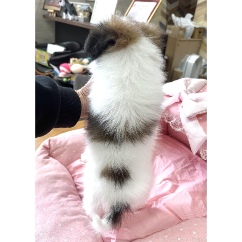 販売中の大阪府のパピヨン-452964の9枚目