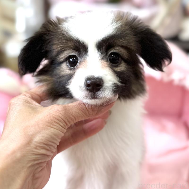 販売中の大阪府のパピヨン-452964の8枚目