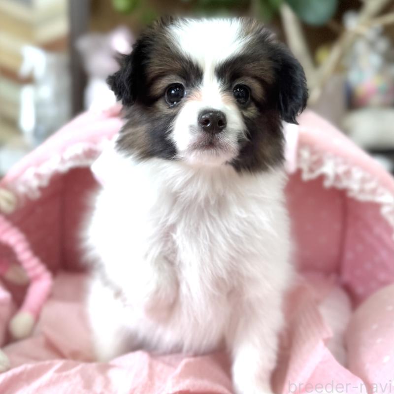 販売中の大阪府のパピヨン-452964の7枚目